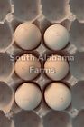 Pure Sweater 6  Gamefowl Chicken Hatching Eggs