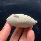 Jurassic Crab Fossils Awaiting Excavation Nuclear Dinosaur Age