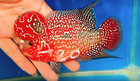 Exotic Flowerhorn Kamfa F3 Vibrant Color   Unique Shape   Live Fish  20