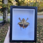 Real Framed Shovel Head Mantis Shadowbox Taxidermy Insect Bug Beetle Butterfly 