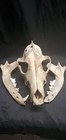  4  Real Coyote Skulls Damaged Lot  beetle Cleaned  Taxidermy Art