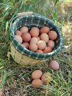 Freeze Dried Powdered Eggs  1 Doz    Discounts   Free Shipping  Family Farm Made