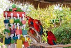 Extra Large Parrot Bird Toys For Macaws  Parrots  African Grey- Birds Cage Ac   
