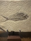 Diplomystus Dentatus Fish Fossil Green River Wyoming W  Coa   Stands