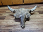 Bison Skull Cap Real Historic Buffalo Skull River Find