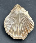 2     Texas Fossil Scallop Bivalve Shell dino Age  Neithea Sp ft Worth Formation 