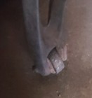  vintage singer Sewing Machine Cast Iron Pair Treadle Base Side Table Industrial