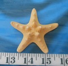   Sea Stars    2 5  Starfish    Golden-tan    Shellcraft   Sailor s Valentines  