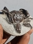 Crab Fossil Specimen Pulalius Vulgaris From Washington State 