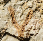 Extremely Rare   Very Unique Silurian Plant Fossil  Oldest Clubmoss Lycopsid  