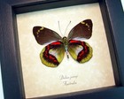Delias Joiceyi Rare Australian Butterfly Real Framed Taxidermy Display