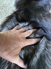 Jumbo Silver Fox Fur Hide Pelt Tanned Rustic Decor Log Cabin Wild Country Furs