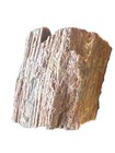 Natural Rough Petrified Wood Log Fragment Fossil Specimen