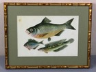 Fish China Two 19th Century Paintings On Pith   Rice Paper Framed Chinese Art
