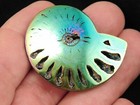 Polished Blue Gold And Green Titanium Pyrite Ammonite Fossil Russia 7 23