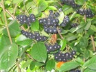 Black Chokeberry Shrub Seeds  Aronia Melanocarpa
