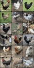 12 - Fresh And Fertilized Barnyard Mix Rainbow Assortment Chicken Hatching Eggs 