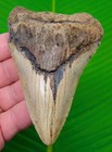 Megalodon Shark Tooth  4 32    Real Fossil -  Serrated Big Xl