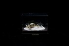 G15 Crab Taxidermy Leucosia Sp  In Glass Box Dome
