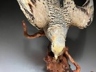 Stuffing  Animals real Bird Pallas s Sandgrouse  syrrhaptes Paradoxus  Taxidermy