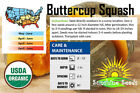 Burgess Buttercup Squash Seeds  30  Heirloom   Non-gmo   Organic   Fl Grown 