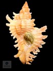 Chicoreus Riverai Petuch   Berschauer  2026 27 1mm W o