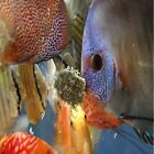 Freeze Dried Blackworms With Astaxanthin Color Bits For Discus Cichlids   More