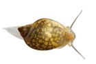 15 Live Bladder Pond Snails Great Algae Eaters Or Food For Puffers       