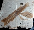Two Fossil Fish - Big Paleogadus Simionescui And Serranus Budensis
