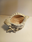 Vintage Atlantic Mold Ceramic Conch Shell Planter Ivory   Pink 10  X 5 1 4 