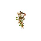 Buy 2 Get 1 Free 3 Pack Ludwigia Repens Super Red Mini Aquarium Plants