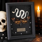 Real Death Head Moth Framed With Snake Skeleton  Gothic Insect Specimen Display