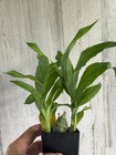 Clowesia Rebecca Northen  mikabi  Cl  Rosea X C    Grace Dunn Catasetum Orchid