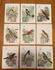 Lot  10 Vtg American Song Bird Trading Cards Singer Sewing Machines To Frame