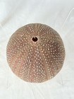 Large 4  Natural Pink Sea Urchin Shell Test Ocean Taxidermy Coastal Beach Deco
