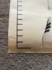 Vintage 80   s Seattle Supersonics Jack Sikma Adidas Growth Chart Poster Nba