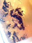 Mosquito Swarm      99myo Burmite Amber Fossil Insect Bugs Dinosaur Age