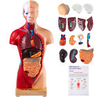Medical Anatomical Human Torso Body Model Anatomy Internal Organ Teaching Mold