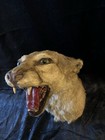Vintage Mountain Lion Head