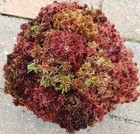 C 1 2 Gallon Sampler Live Sphagnum Moss Crisp And Fuzzy  Fresh Cleaned Maine 
