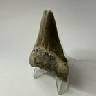 Megalodon Shark Tooth 2 92 Inch - Lower Jaw - Serrated - Real Fossil 19975