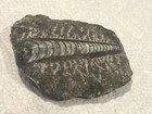 Horn Like Glossy Segmented Fossil   Rock Over 250 Million Years Old  Paperweight