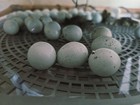 36  Celadon Coturnix Quail Hatching Eggs