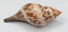 Fasciolaria Tulipa 177 0mm     Large Tulip Shell     Dry Tortugas Fl     Tsc