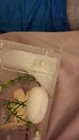 White Line Regal Jumping Spider Egg Sac Available  Comes With 100-200 Slings 