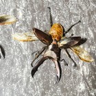 Real Beetle Taxidermy - Cyclommatus Metallifer - Set Of 2 - Spread Out