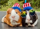 2026 Guinea Pig Sanctuary Calendar Swag Limited Numbers December 5th Shipping Gy
