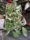 Musa Aeae Variegated Banana- True Aeae- Us Grown- Extremely Rare Live Plant  1 