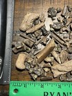 160  Dinosaur Age Microfossils Channel Deposit Lance Formation Dinosaur Fossil