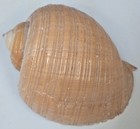 Large 5    Tun Turbo Shell Hermit Crab Conch Nautical Display Decor